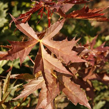 Acer platanoides Dissectum - Erable plane