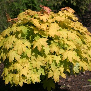 Acer platanoides Golden Globe - Erable plane