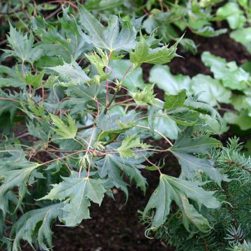 Arce real Laciniatum - Acer platanoides