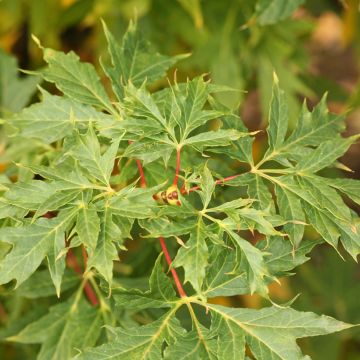 Arce real var. lorbergii - Acer platanoides