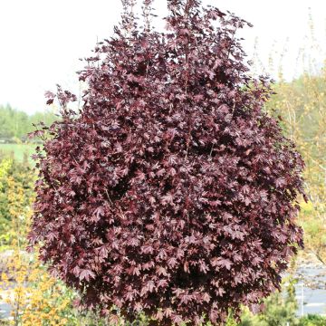 Arce real Purple Globe - Acer platanoides