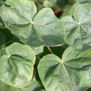 Acer platanoides Tharandt - Erable plane