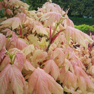 Acer pseudoplatanus Brilliantissimum - Arce blanco