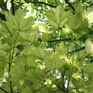 Acer pseudoplatanus Leopoldii - Arce blanco