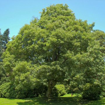 Arce blanco - Acer pseudoplatanus