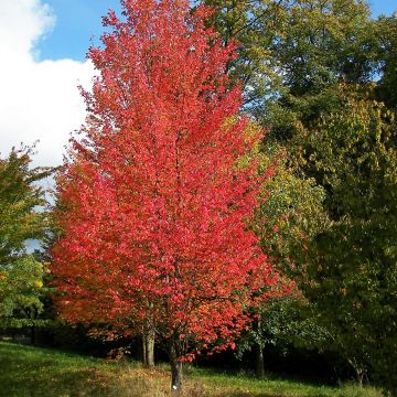 Acer rubrum Armstrong