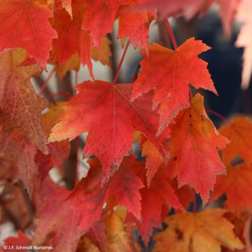 Acer rubrum Armstrong Gold