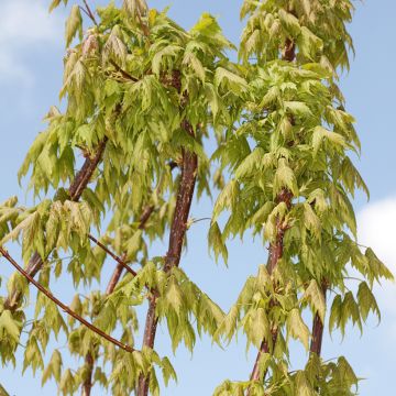 Acer rubrum Sekka - Arce de Canadá