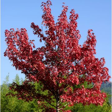 Acer rubrum Summer Red