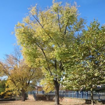 Acer saccharinum - Arce de azúcar