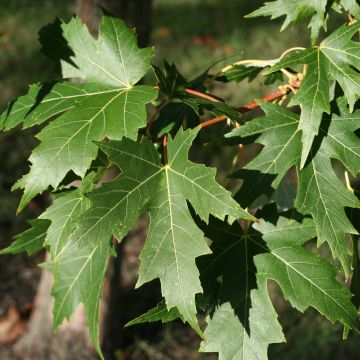 Acer saccharinum Laciniatum Wieri