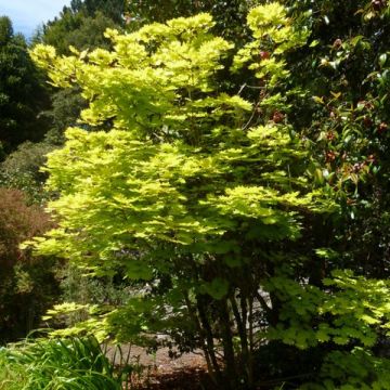 Arce de Shirasawa Aureum - Acer shirasawanum