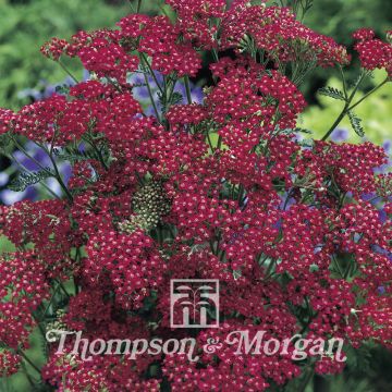 Milenrama Cassis (semillas) - Achillea millefolium