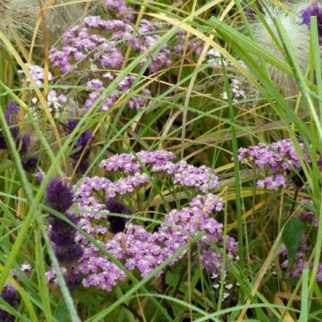 Milenrama Chamois - Achillea millefolium