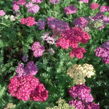 Milenrama Saucy Seduction - Achillea millefolium