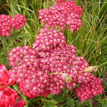 Milenrama Petra - Achillea millefolium