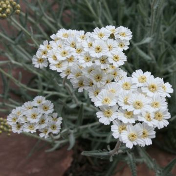 Achillea kellereri - Milenrama