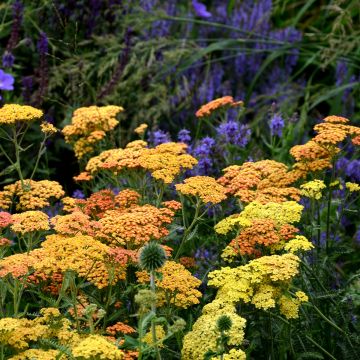 Milenrama Desert Eve Terracotta - Achillea millefolium