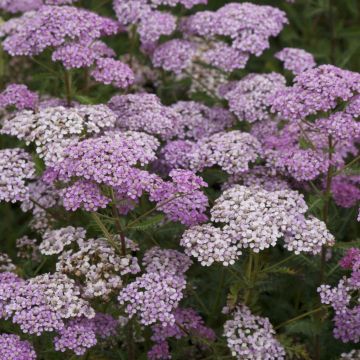 Milenrama Excel - Achillea millefolium