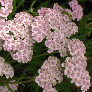 Milenrama Jacqueline - Achillea millefolium