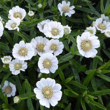 Achillea ptarmica Weihenstephan