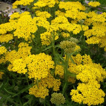 Achillea tomentosa - Milenrama almerilla