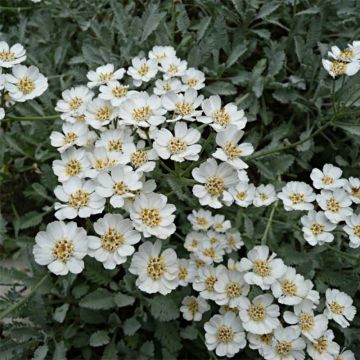 Achillea umbellata - Milenrama