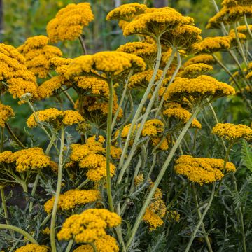 Achillea filipendulina Parker's Variety - Aquilea amarilla