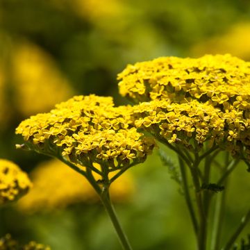 Achillea Credo - Milenrama