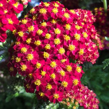 Milenrama Desert Eve Red - Achillea millefolium