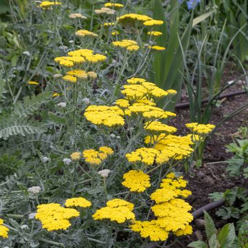 Achillea Moonshine - Milenrama