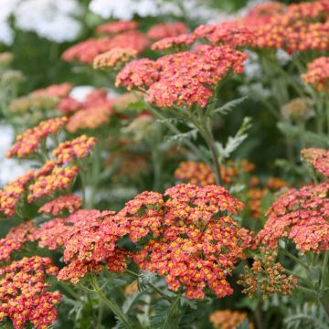 Milenrama Walter Funcke - Achillea millefolium