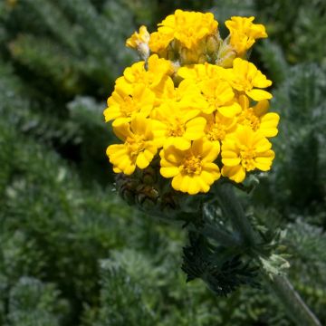 Achillea tomentosa Aurea