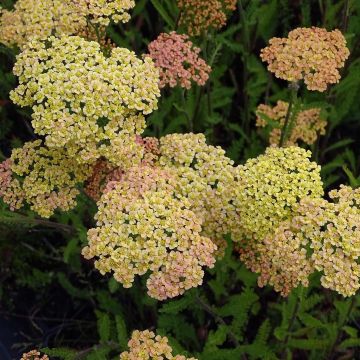 Milenrama Hannelore Pahl - Achillea millefolium