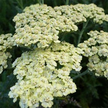 Milenrama Hymne - Achillea millefolium