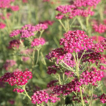 Milenrama Sammetriese - Achillea millefolium