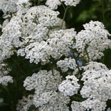 Milenrama Schneetaler - Achillea millefolium