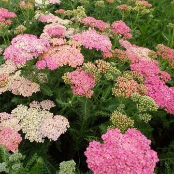 Milenrama Wesersandstein - Achillea millefolium