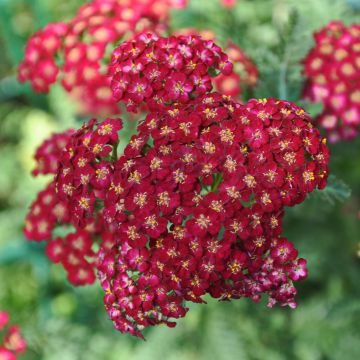 Milenrama Laura - Achillea millefolium