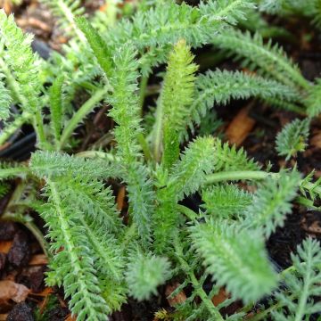 Milenrama Terracotta - Achillea millefolium