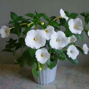 Achimenes White