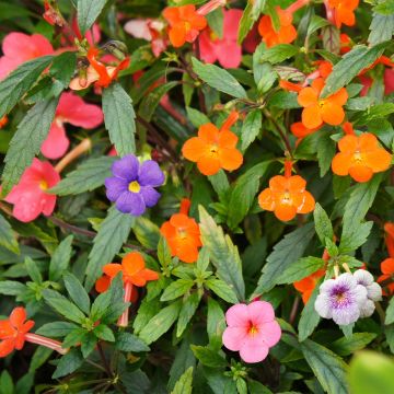 Achimenes Mix