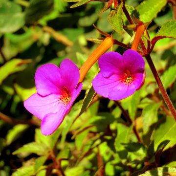 Achimenes Pink