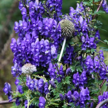 Aconitum pubiceps - Acónito