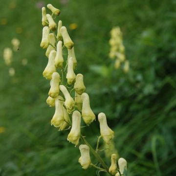 Aconitum lycoctonum subsp. neapolitanum