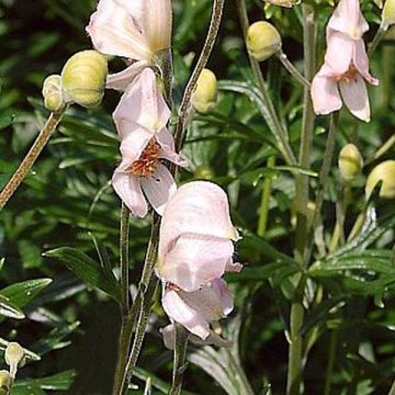 Aconitum napellus Rubellum