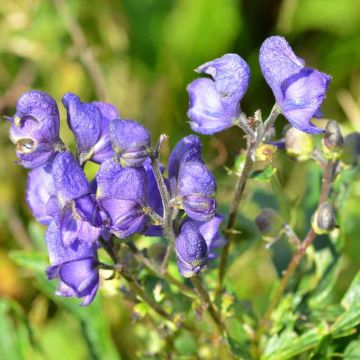 Aconitum napellus subsp. vulgare