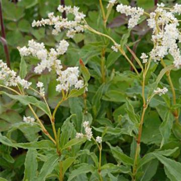 Aconogonon tortuosum var. glabrifolium