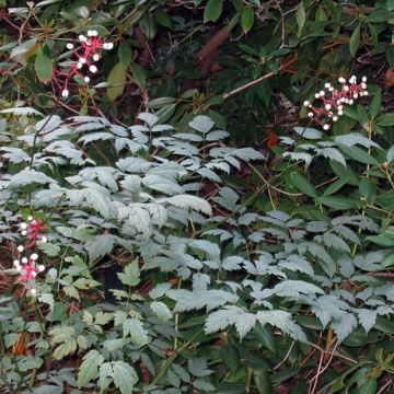 Actaea pachypoda Misty Blue