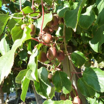 Mini kiwi Domino (Hembra) - Actinidia arguta